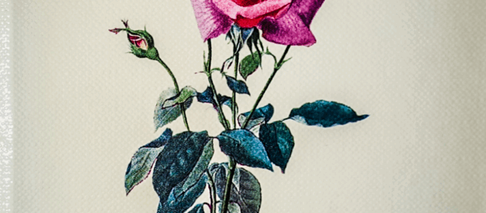 Kuvitettu kuva ruususta, jonka yllä teksti "Ethän minua unhoita".